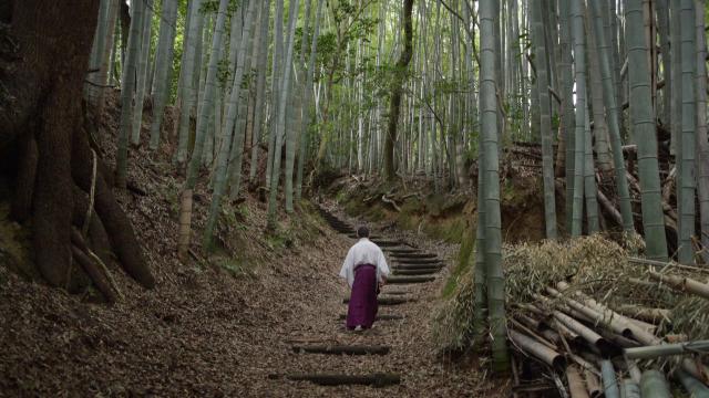 Forêt de bambous